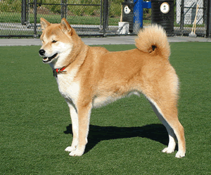 dog breeds under 20 pounds