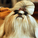 Shih Tzu with white and grey fur coat