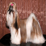 Shih Tzu with white and brown fur coat