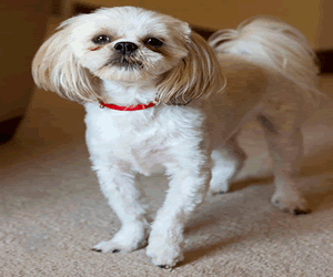 Shih Tzu