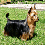 Silky Terrier with blue and tan fur coat