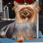 Silky Terrier with grey-blue and tan fur coat