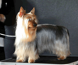 Silky Terrier