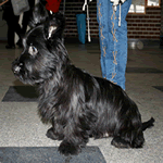 Skye Terrier with all black fur coat