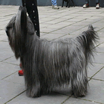 Skye Terrier with light grey fur coat