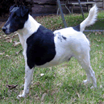 Smooth Fox Terrier with white and black fur coat