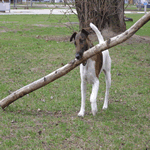 Smooth Fox Terrier with white and tan fur coat