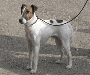 Smooth Fox Terrier