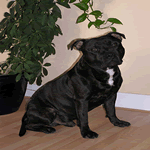 Staffordshire Bull Terrier with black fur coat