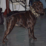 Staffordshire Bull Terrier with all red fur coat