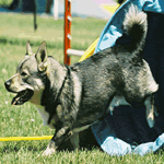 Swedish Vallhund with a steel-grey and greyish-yellow fur coat