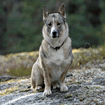 Swedish Vallhund with steel-grey and white fur coat