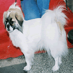 Tibetan Spaniel with all white fur coat