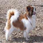 Tibetan Spaniel with white and brown fur coat