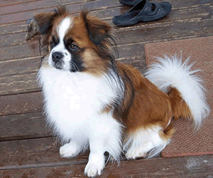 Tibetan Spaniel