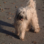 Tibetan Terrier with all light brown fur coat