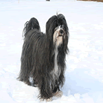 Tibetan Terrier with black and white fur coat