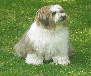 Tibetan Terrier