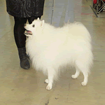 Volpino with cream fur coat