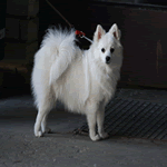 Volpino with all white fur coat