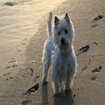 West Highland White Terrier adult with white fur coat