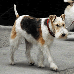 Wire Fox Terrier with white, black and tan fur coat