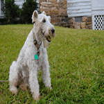 Wire Fox Terrier with all white fur coat