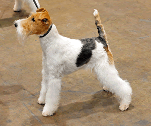 Wire Fox Terrier