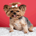 Yorkshire Terrier with short dark steel blue and bright tan fur coat