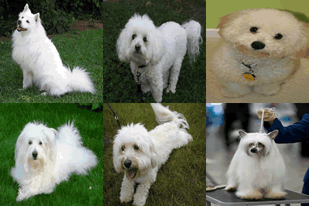 Six of the Best Small White Fluffy Dogs