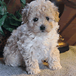 Poochon Teddy Bear Puppy