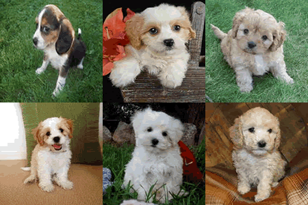 Teddy Bear puppies designer dog breeds